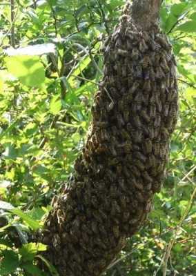  南方蜜蜂大量死亡什么原因「在南方蜜蜂一般几月份分家」