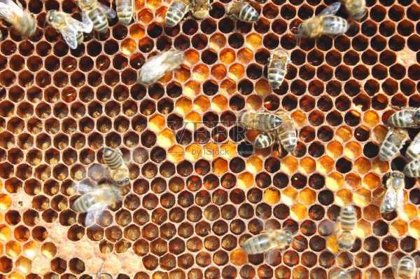  什么蜜蜂的蜂巢在老厕所「什么蜜蜂喜欢在房子里建窝」