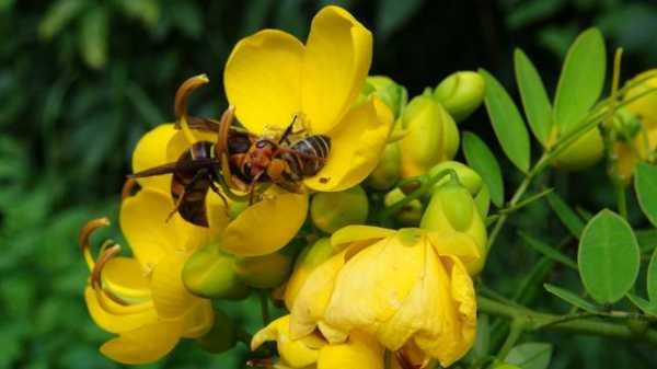 胡蜂和蜜蜂的寓意是什么（胡蜂和蜜蜂一样吸食花蜜吗）