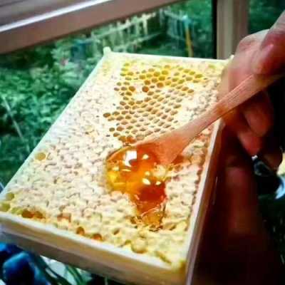 什么蜂的蜂蜜好「什么蜜蜂的蜂蜜最好吃」