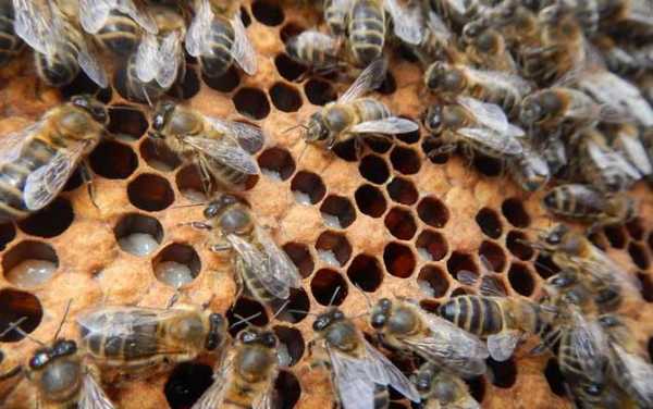 蜜蜂虫吃了有什么好处_吃蜜蜂虫有多高的营养