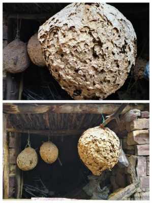 土蜂巢图片大全-土锋巢有什么功效