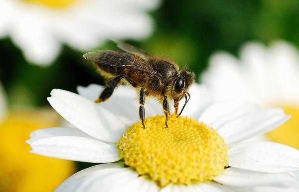蜜蜂喜欢什么气味?