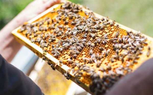 养蜜蜂不能同时养什么,养蜜蜂禁忌 