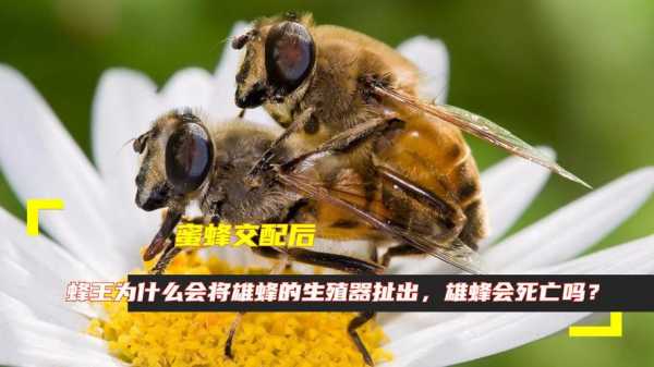 蜜蜂什么样繁殖