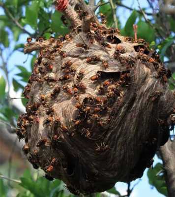 马蜂巢可以治疗什么病