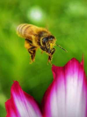  蜜蜂有什么类型的「蜜蜂有什么类型的动物」