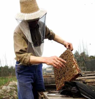 养蜂有什么用 养蜂主要是什么