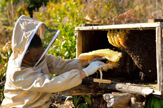 养蜂有什么用 养蜂主要是什么