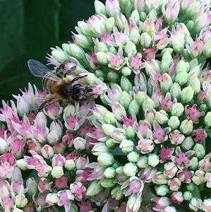 养蜂什么花流蜜最多-种什么花给蜜蜂做蜜源好