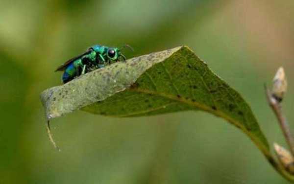  什么蜂的幼虫是绿色的「什么蜜蜂的幼虫是绿色的」