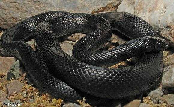 背部是黑色的是什么蜂_背上是黑色的是什么蛇