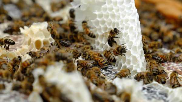 蜜蜂冬繁注意什么（蜜蜂冬季繁殖）