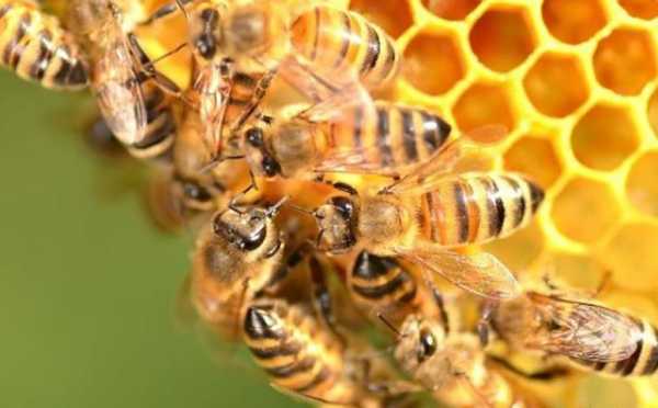 蜜蜂吃什么比较好
