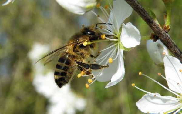 蜜蜂吃什么比较好