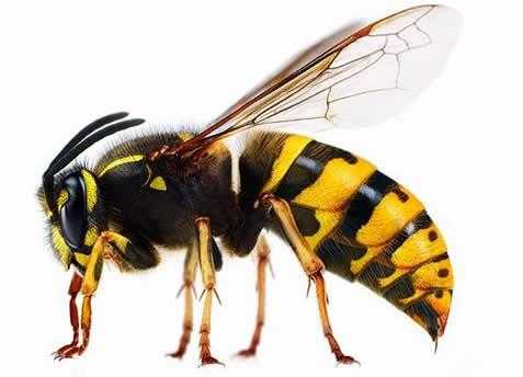 蜂有什么品种