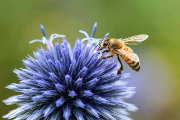 蜜蜂吃什么花粉多呢 蜜蜂吃什么花粉多