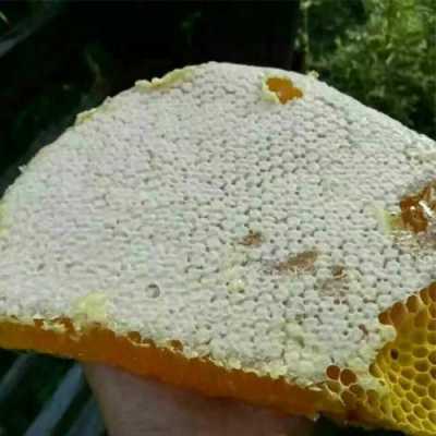 野生蜂巢有什么用怎么用,野生蜂巢能吃吗吃了有什么作用 