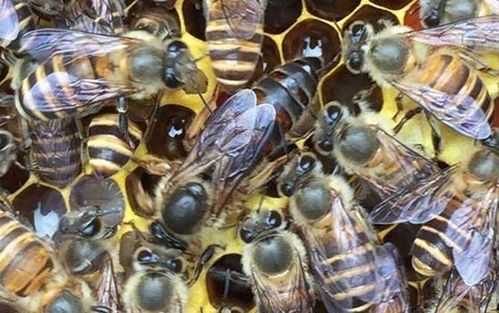 中蜂哪里的品种好