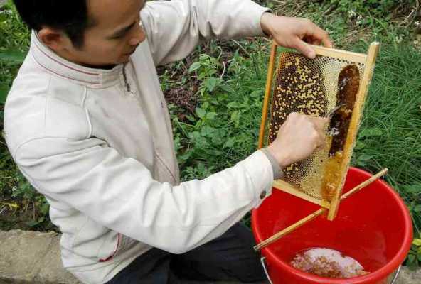 中蜂冬蜜什么时候割最好 广东中蜂冬蜜什么时候打
