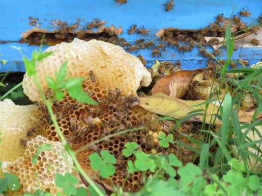  蜜蜂的生长环境是什么「蜜蜂生活环境」