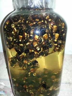 泡酒的蜜蜂 泡酒里面的蜂是什么颜色