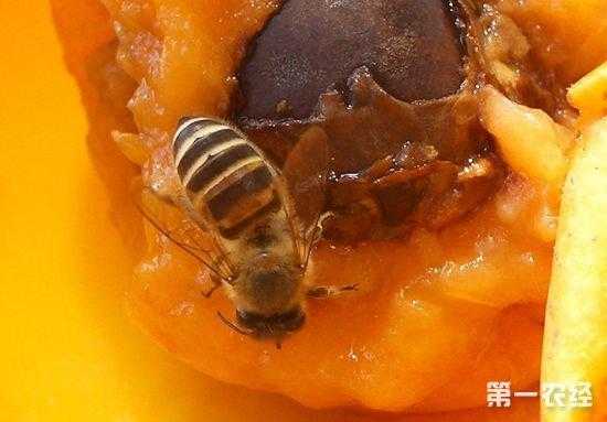  蜜蜂吃了什么会生病「蜜蜂会吃什么害虫」