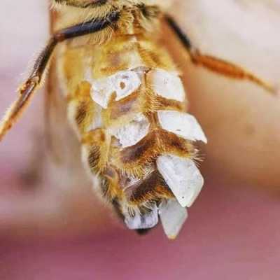 蜜蜂的腺体是什么颜色的 蜜蜂的腺体是什么颜色