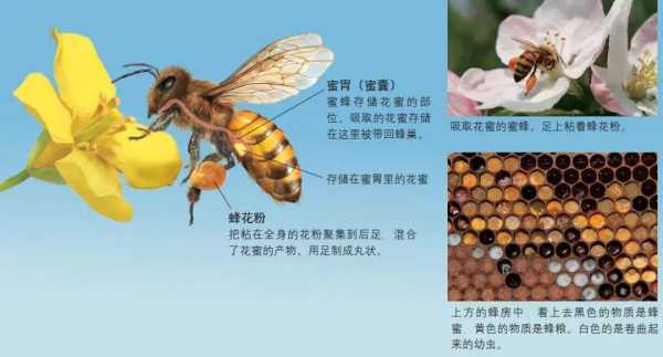 蜜蜂为什么不做满蜂蜜的简单介绍