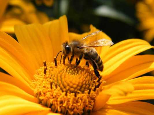 蜜蜂迷路是什么原因（蜜蜂迷路是什么原因造成的）