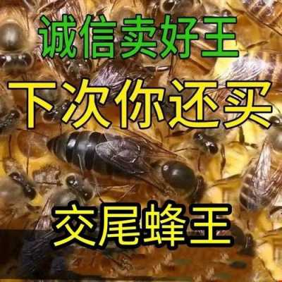 广西养殖中蜂什么种王好,广西养什么品种中蜂好 