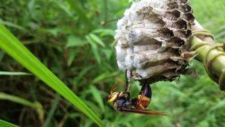 为什么胡蜂要喂蜂蜜