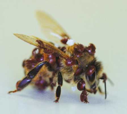 大小蜂螨有什么区别