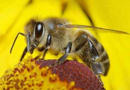 蜜蜂分蜂一般是几月份