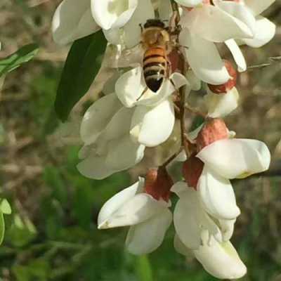 北方蜜蜂采什么花-北方夏季能采什么蜂蜜