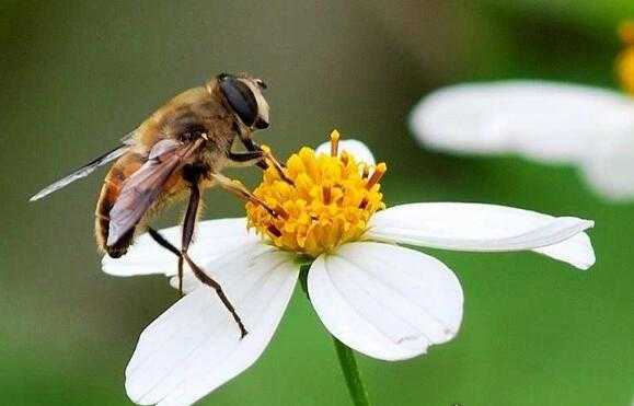  蜜蜂对人类有什么作用「蜜蜂对人类有什么作用?」