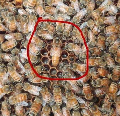 蜜蜂蜂王吃蜂蜜吗 蜜蜂蜂王吃什么
