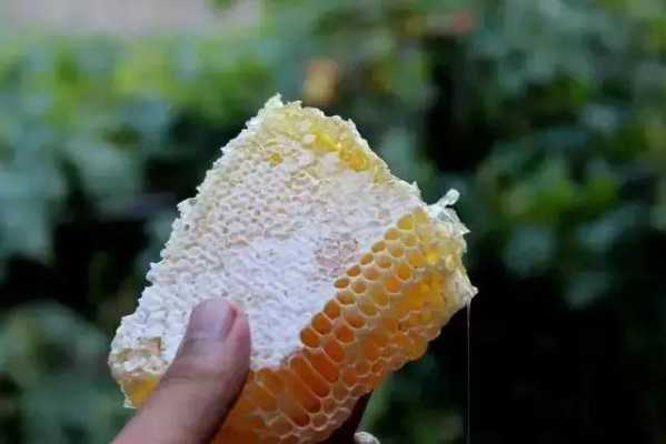 中华蜜蜂什么季节取蜜