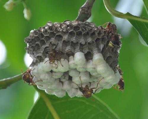 冬天蜜蜂咬蜂巢是什么原因_冬天蜜蜂蛰了怎么办