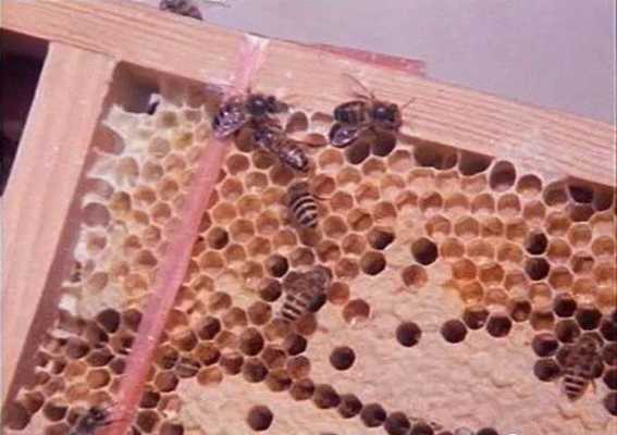  为什么蜂巢超出巢框「蜂巢满了怎么办」