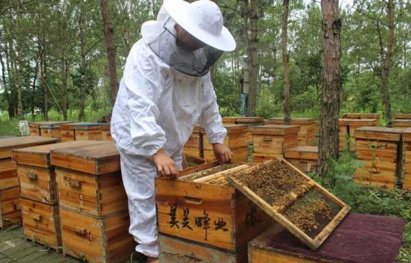 为什么养蜂的人寿命长-养蜜蜂为什么长寿