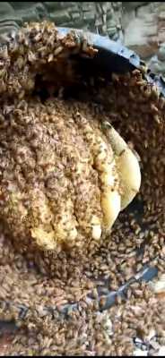 什么蜂产生蜂蜡_蜂蜡是从蜜蜂的什么地方排出来的