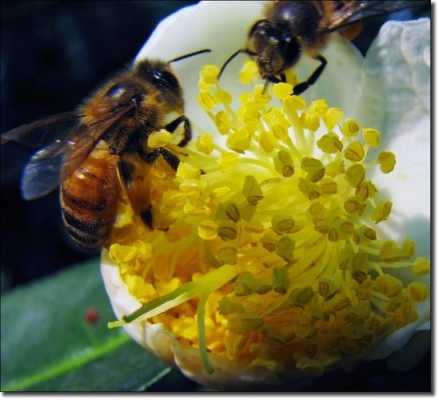 为什么蜜蜂不敢采茶花呢-为什么蜜蜂不敢采茶花