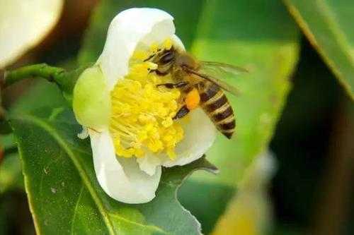 为什么蜜蜂不敢采茶花呢-为什么蜜蜂不敢采茶花
