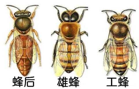 蜂王与其他蜂有什么区别（蜂王和普通蜂的区别）