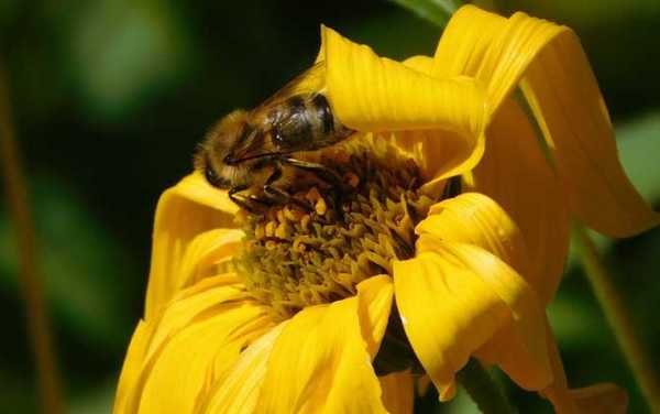  为什么蜜蜂冬天采粉少蜜多「冬天蜜蜂越来越少怎么回事」