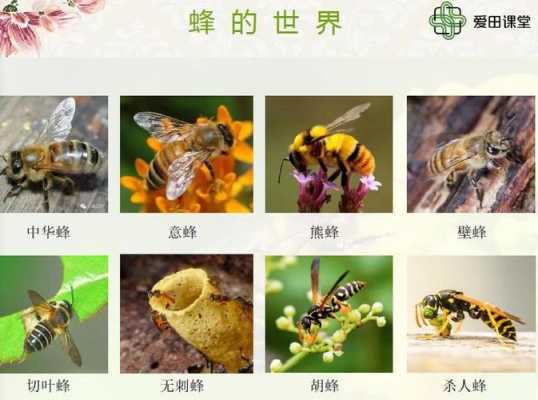 广东秋季繁蜂到几月-广东春季什么时候繁蜂