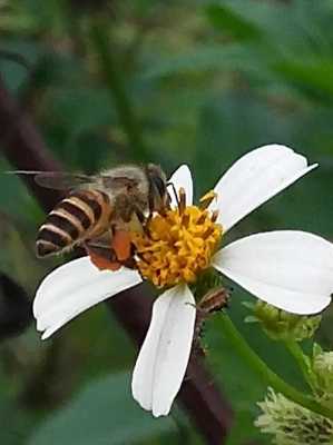 广东10月份蜜蜂采什么蜜（十月份的广东）