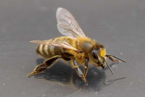 蜜蜂是一种什么