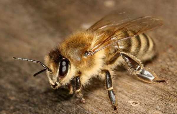  蜜蜂都是什么样「蜜蜂是什么样子的有什么特点是什么」